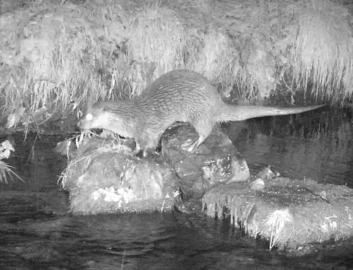 Brennpunkt Fischotter: Erkenntnisse vom Experten-Seminar in Kaufering