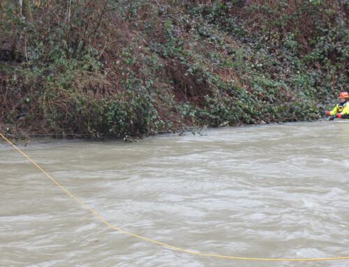 Vereinsübergreifende Zusammenarbeit sorgt für Rettung von Seeforellen