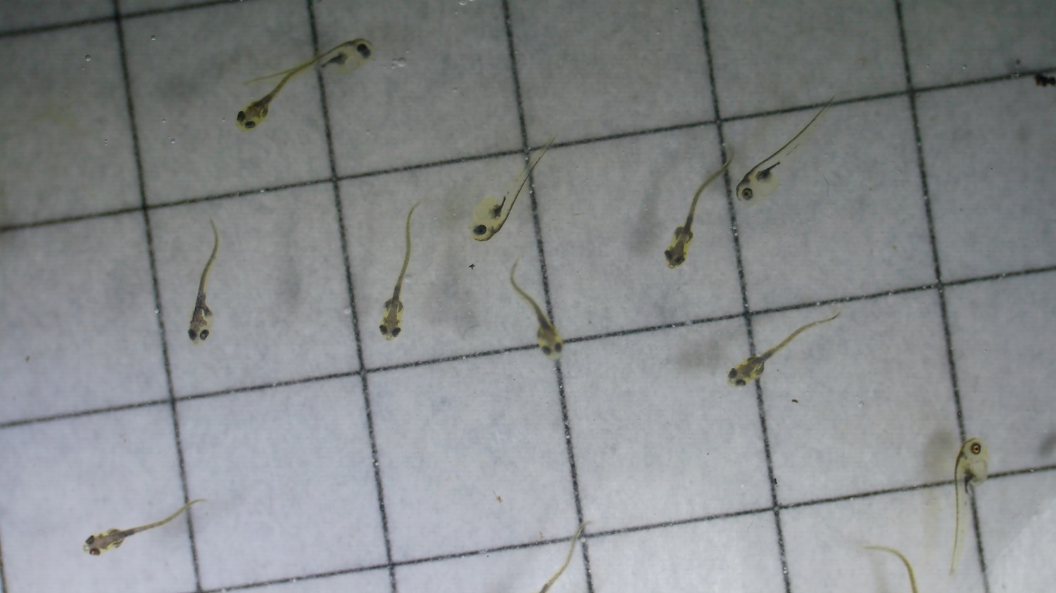 Beginn frei schwimmen