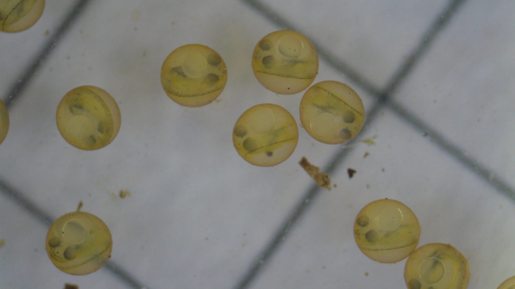 Rutteneier Augenpunkt 2026-02-07