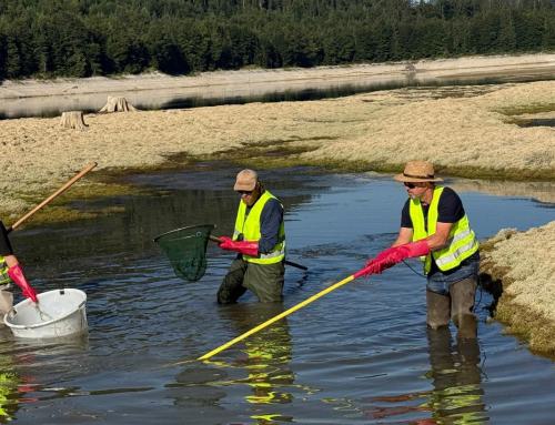 Notabfischungen auf Rekordniveau: Ehrenamtliche retten tausende Fische und Wasserlebewesen