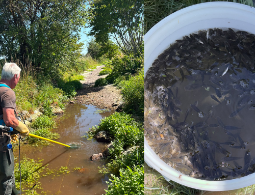 Ehrenamtliche verhindern größeres Fischsterben am Hüllgraben